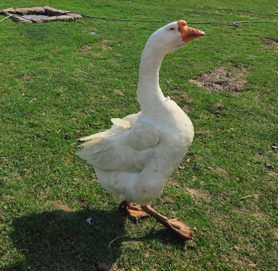 Sudecki Dym Z Kominkiem Kolo Karpacza. Agroturystyka ヤノビツェ・ビエルキエ エクステリア 写真